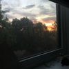 sunflower_dg